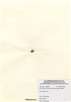 藏品(網球藻)的圖片